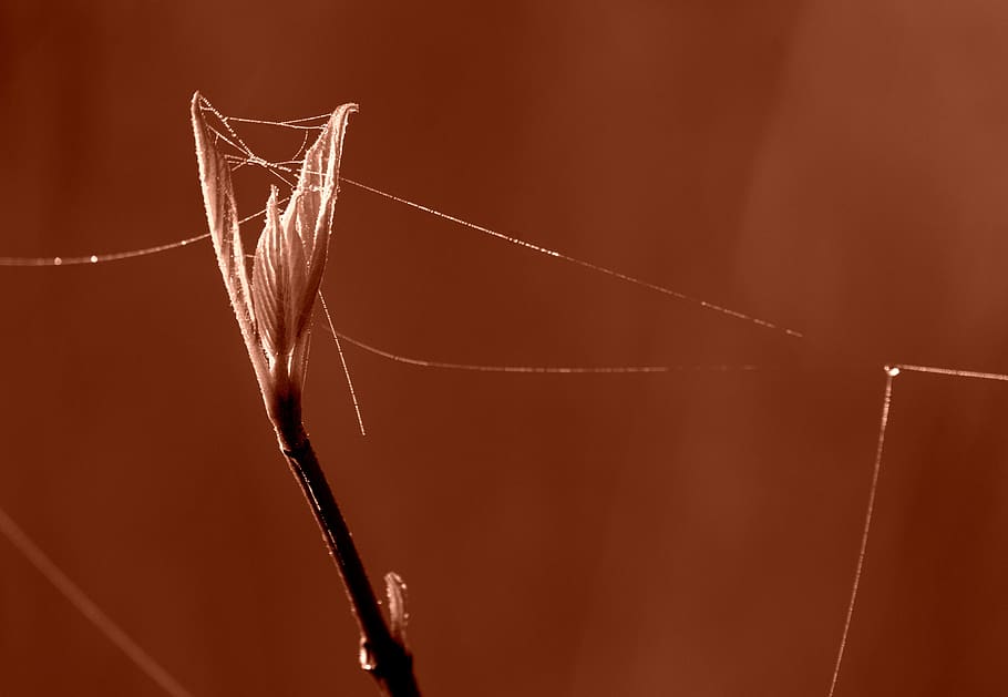 list, jaro, dewdrop, rostlina, Pozadí, detail, nikdo, zaměřit se na popředí, barevné pozadí, studio shot, uvnitř, pavoučí síť, křehkost, kopie prostor, oranžová barva, Příroda, dva objekty, zvířat, hnědý, řetězec, zranitelnost, krása v přírodě, zvíře, oranžové pozadí, 4K