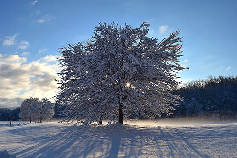 snow, tree, sunlight, shadow, winter, cold, frost, nature, white, season, covered, ice, landscape, frozen, forest, natural, outdoor, blue, sky, clouds, scenic, park, cold temperature, plant, beauty in nature, scenics - nature, land, tranquil scene, field, tranquility, covering, no people, environment, non-urban scene, day, outdoors, pine tree, coniferous tree, 4K, CC0, public domain, royalty free