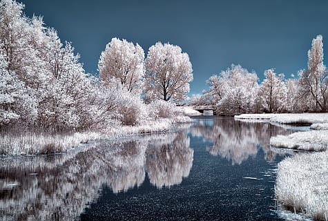 naturfotografering, flod, træer, bro, kold, dagtimerne, pift, frost, frost-, Frosset, is, isnende, landskab, natur, holland, afspejling, naturskøn, sæson, sne, vand, vejr, hvide træer, vinter, vinterlandskab, træ, skov, plante, skønhed i naturen, sø, himmel, dag, ro, scenics - natur, ingen mennesker, kold temperatur, rolig scene, vækst, idyllisk, blomstre, kirsebær blomst, udendørs, forår, Kirsebærtræ, 4K, CC0, offentligt domæne, royaltyfrie
