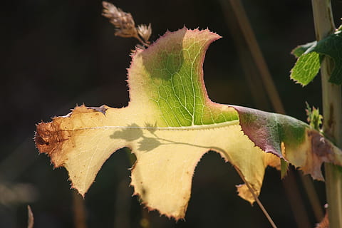 blad, tørke, struktur, skygge, lys på, silhuet, tørre, tør, bladblad, løv, Brun, gul, varme, mangel på vand, plante del, tæt på, plante, natur, ingen mennesker, vækst, dag, grøn farve, fokus på forgrunden, selektiv fokusering, udendørs, sollys, skønhed i naturen, sårbarhed, skrøbelighed, spiked, friskhed, dyr i naturen, bladvenen, blade, 4K, CC0, offentligt domæne, royaltyfrie