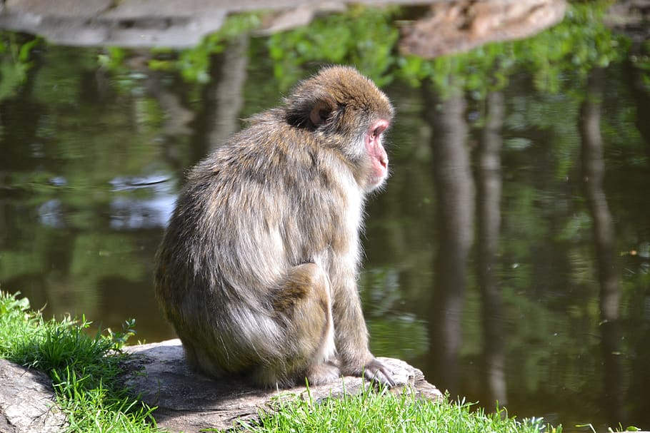 makake, mico, primat, animal, món animal, mamífer, naturalesa, temes d'animals, fauna animal, animals a la natura, un animal, vertebrats, aigua, llac, dia, cap gent, centrar-se en primer pla, planta, mirant, assegut, mirant cap a fora, a l'aire lliure, 4K