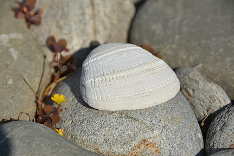 Schale, Kieselstein, Ozean, Felsen, Muscheln, Steine, Meer, solide, Nahansicht, Natur, keine Leute, Tag, Rock, Fokus auf den Vordergrund, Rock - Objekt, draußen, Tierwelt, texturiert, Stein, Stein - Objekt, Tier, Tierhülle, Schönheit in der Natur, Blatt, Tierthemen, Rau, 5K, CC0, gemeinfrei, lizenzfrei