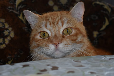 gat, pèl vermella, cara completa, gran, els peeps, curiós, animals, bonic, tigre, vermell, pell, retrat, ulls, nacional, un animal, mamífer, gat domèstic, animals domèstics, mascotes, felí, mirant la càmera, vertebrats, bigotis, cap gent, primer pla, part del cos dels animals, relaxació, ull d’animals, gat de gingebre, ulls grocs, musell, 5K, CC0, domini públic, lliure de regalies