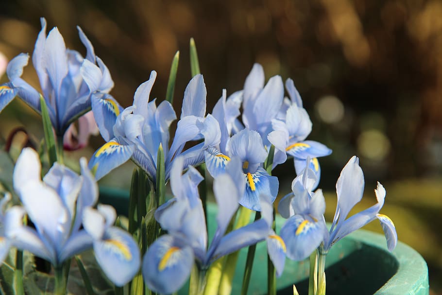 iris, iris blau, floració, petit iris, flors, planta amb flors, flor, planta, vulnerabilitat, fragilitat, bellesa a la natura, pètal, frescor, creixement, primer pla, naturalesa, dia, cap gent, inflorescència, cap de flor, enfocament selectiu, centrar-se en primer pla, porpra, a l'aire lliure, parc - l'home va fer espai, 5K