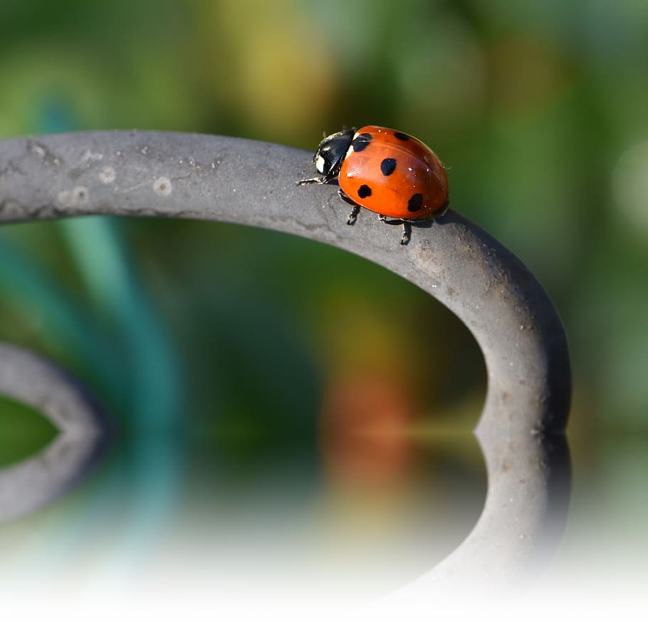 escarabat, marieta, insecte, vermell, punts, primavera, amulet de la sort, macro, fauna animal, temes d'animals, invertebrat, animal, un animal, animals a la natura, primer pla, tacat, centrar-se en primer pla, cap gent, dia, naturalesa, enfocament selectiu, planta, color taronja, a l'aire lliure, petit, 2K