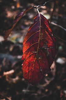 foglia rossa, avvicinamento, macro, parte vegetale, foglia, autunno, modificare, concentrarsi sulle conoscenze acquisite, asciutto, natura, vena fogliare, giorno, vulnerabilità, fragilità, pianta, nessuno, bellezza nella natura, all'aperto, rosso, le foglie, modello naturale, foglia di acero, condizione naturale, marrone, collezione autunnale, 5K, CC0, dominio pubblico, privo di copyright
