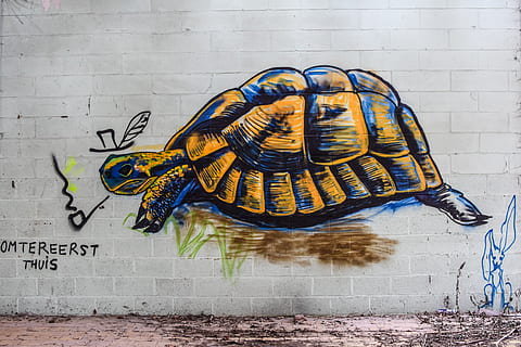 želva, graffiti, nástěnná malba, výkres, nástěnný prvek, umění a řemesla, tvořivost, nikdo, text, zeď, zastoupení, stavba, architektura, cihlová zeď, vzor, žlutá, den, zastoupení zvířat, detail, cihlový, sdělení, západní skript, uvnitř, 5K, CC0, veřejná doména, bez autorských práv