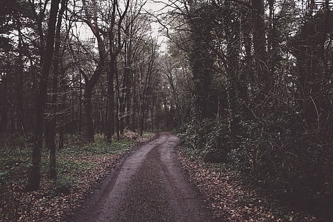 Bergpfad, Baum, Richtung, der Weg nach vorn, Pflanze, Wald, Straße, Land, abnehmende Perspektive, Transport, Ruhe, Natur, keine Leute, Tag, Schönheit in der Natur, Nicht-städtische Szene, ruhige Szene, Wachstum, Schmutz, Schotterstraße, Szenen - Natur, draußen, lange, 2K, CC0, gemeinfrei, lizenzfrei