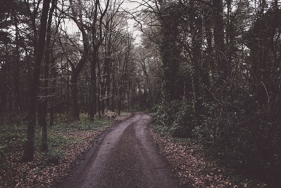 Bergpfad, Baum, Richtung, der Weg nach vorn, Pflanze, Wald, Straße, Land, abnehmende Perspektive, Transport, Ruhe, Natur, keine Leute, Tag, Schönheit in der Natur, Nicht-städtische Szene, ruhige Szene, Wachstum, Schmutz, Schotterstraße, Szenen - Natur, draußen, lange, 2K