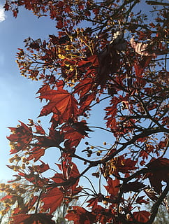 planta, full, arbre, maple, fulla d'auró, asfalt, planta en test, gerro, ceràmica, jar, habitatge, arquitectura, edifici, monestir, iris, flor, llum solar, venes, tardor, part de la planta, canvi, vista d’angle baix, creixement, branca, naturalesa, bellesa a la natura, cel, dia, cap gent, a l'aire lliure, tranquil·litat, fulles, primer pla, condició natural, 4K, CC0, domini públic, lliure de regalies