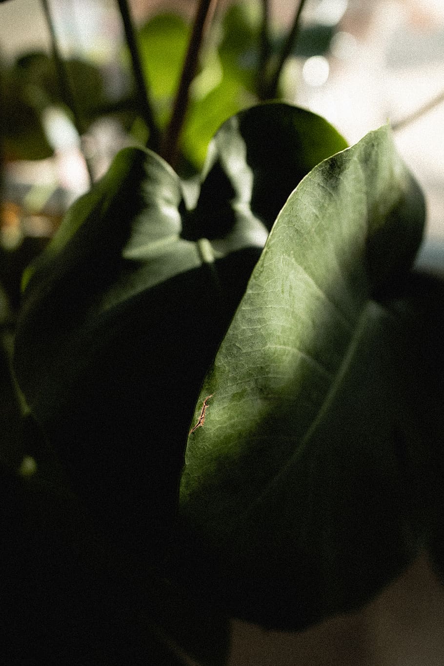 pianta a foglia verde, foglia, pianta, fiore, fiorire, vene, ufficio, tropicale, sole, i raggi del sole, natura, giungla, luce dura, spazio ufficio, benessere, vegano, umano, persona, agrumi, cibo, frutta, freschezza, avvicinamento, crescita, pianta fiorita, bellezza nella natura, fragilità, vulnerabilità, nessuno, parte vegetale, petalo, messa a fuoco selettiva, giorno, concentrarsi sulle conoscenze acquisite, testa di fiore, infiorescenza, colore verde, primavera, sepalo, 4K