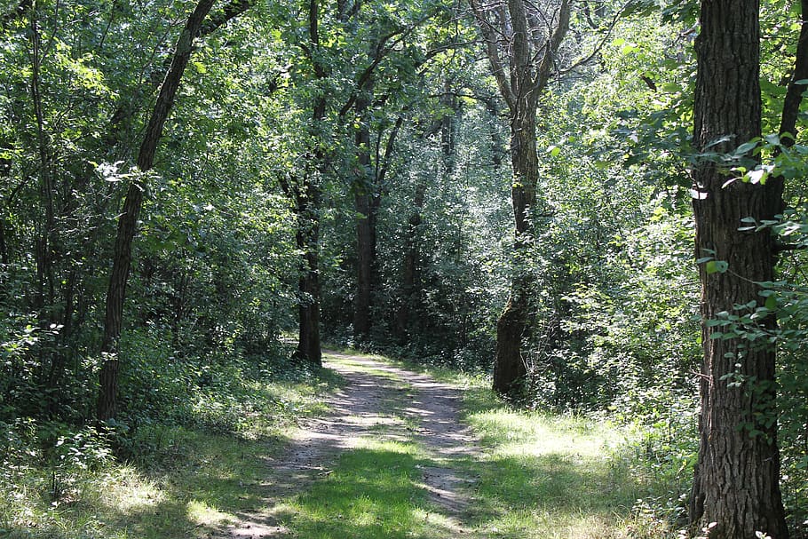 strom, rostlina, les, přistát, klid, růst, směr, krása v přírodě, cesta vpřed, zelená barva, klidné scény, Příroda, slunečního světla, den, kmen stromu, kufr, mimoměstské scény, nikdo, pěšina, venku, perspektiva, stezka, bambus - rostlina, treelined, 4K