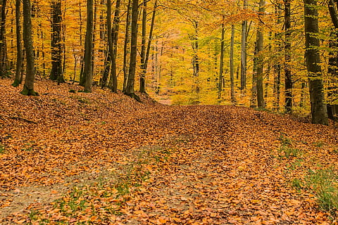 deciduo, foresta, autunno, caduto, partire, foglia, asciutto, stagione, pianta, legna, boschi, giungla, albero, terra, bellezza nella natura, bosco, parte vegetale, natura, scena non urbana, modificare, scenics - natura, la tranquillità, ambiente, paesaggio, giorno, scena tranquilla, nessuno, crescita, Pino, all'aperto, collezione autunnale, albero di conifere, bosco di pini, 1080P, CC0, dominio pubblico, privo di copyright