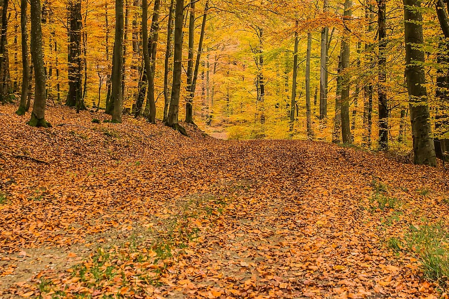 caducifoli, bosc, tardor, caure, caigut, sortir, full, sec, temporada, planta, fusta, boscos, jungla, arbre, terra, bellesa a la natura, part de la planta, naturalesa, escena no urbana, canvi, escenics - natura, tranquil·litat, medi ambient, paisatge, dia, escena tranquil·la, cap gent, creixement, pi, a l'aire lliure, col·lecció de tardor, arbre de coníferes, bosc de pi, 1080P