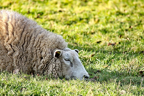 ovelha, deitado, descansar, Prado, pasto, lã, animal, natureza, pele, pecuária, grama, querida, fofa, agricultura, criação de gado, hausschaft, ovelha de lã, cansado, Dom, sol da tarde, retrato animal, mundo animal, fechar-se, pastar, Fazenda, sheepshead, no, campo, terra, mamífero, temas animais, plantar, um animal, animais domésticos, animais selvagens, vertebrado, dia, ninguém, doméstico, relaxamento, animais em estado selvagem, pets, ao ar livre, herbívoro, cabeça de animal, 4K, CC0, domínio público, royalty free