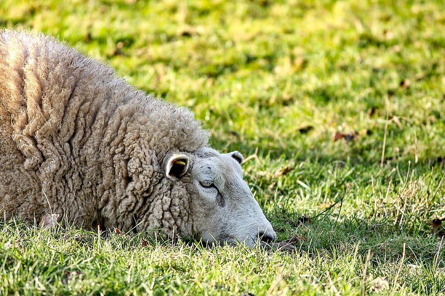 pecora, dire bugie, riposo, prato, pascolo, lana, animale, natura, pelliccia, bestiame, erba, caro, carina, agricoltura, allevamento di bestiame, hausschaft, pecore di lana, stanco, sole, sole della sera, ritratto animale, mondo animale, avvicinamento, pascolare, azienda agricola, testa di pecora, nel, campo, terra, mammifero, temi animali, pianta, un animale, animali domestici, fauna selvatica, vertebrato, giorno, nessuno, domestico, rilassamento, animali allo stato selvatico, all'aperto, erbivoro, testa di animale, 4K