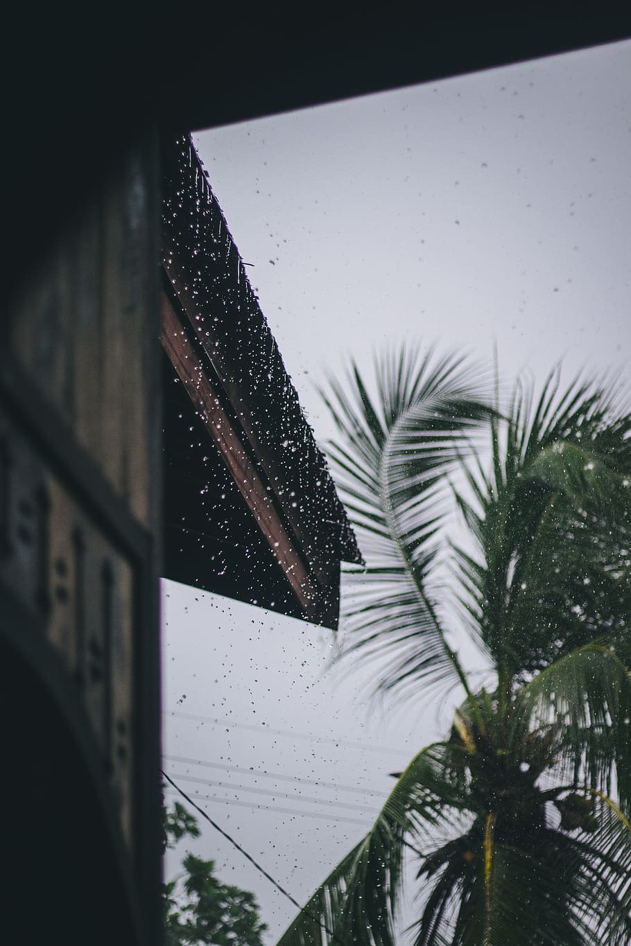 verd, arbre de coco, casa, pluja, gotes de pluja, plovent, arbre, aigua, temps, full, naturalesa, planta, a l'interior, part de la planta, Palmera, vidre - material, finestra, cap gent, creixement, dia, humit, arquitectura, estructura construïda, primer pla, clima tropical, tirar, temporada de pluges, gota de pluja, fulla de palma, 5K
