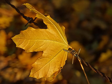 hoja, mordaz, enganchado, naturaleza, otoño, retenido, equilibrar, parte de la planta, cambio, de cerca, centrarse en primer plano, planta, amarillo, nadie, vena de la hoja, seco, fragilidad, al aire libre, vulnerabilidad, día, belleza en la naturaleza, árbol, hoja de arce, enfoque selectivo, condición natural, hojas, 5K, CC0, dominio público, libre de derechos