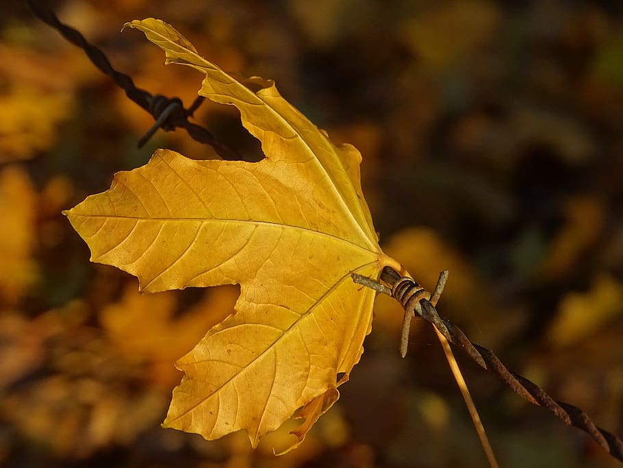 list, ostnatá, zahnutý, Příroda, podzim, zachovány, Zůstatek, rostlinné části, změna, detail, zaměřit se na popředí, rostlina, žlutá, nikdo, listová žíla, suchý, křehkost, venku, zranitelnost, den, krása v přírodě, strom, Javorový list, selektivní zaměření, přirozený stav, listy, 5K
