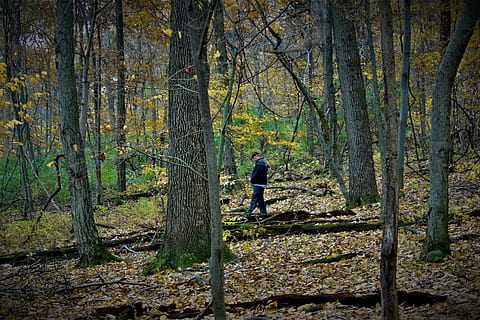 pădure, om, singur, copaci, depresiune, singuratic, pace, copac, teren, plantă, trunchi de copac, trompă, o persoana, oameni adevărați, vedere din spate, natură, Activitatea de agrement, zi, lungime totală, stiluri de viață, permanent, frumusețe în natură, liniște, în aer liber, 2K, CC0, domeniu public, fără drepturi de autor