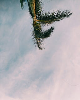 Palmera, arbre, planta, abies, avet, arecaceae, Praia Grande, naturalesa, tropical, estiu, verd, cel, pi, platja, Brasil, núvol, arbre de coco, blau, conífera, ocell, núvol - cel, vista d’angle baix, dia, cap gent, clima tropical, a l'aire lliure, bellesa a la natura, tranquil·litat, creixement, reflexió, escena tranquil·la, escenics - natura, fulla de palma, un animal, temes d'animals, 4K, CC0, domini públic, lliure de regalies