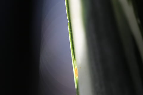 kasvi, puun lehti, aaloe, kukka, makrokuvaus, salaperäinen, tulppaani, ruoho, pieni pisara, puu, versoa, nuppu, iiris, Agavaceae, hyönteinen, kriketti hyönteinen, selkärangaton, eläin, pullo, ei ihmisiä, vihreä väri, kasvu, kauneus luonnossa, lähikuva, luonto, kuvio, taustat, ulkona, abstrakti, kopiointitila, valikoiva tarkennus, koko kehys, päivä, tyyneys, auringonvalo, musta tausta, ruohonkorsi, 5K, CC0, public domain, rojaltivapaa