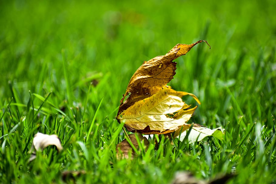 foglia secca, pianura, foglia, verde, pianta, colore verde, erba, crescita, temi animali, campo, animale, natura, terra, un animale, fauna selvatica, bellezza nella natura, nessuno, animali allo stato selvatico, giorno, messa a fuoco selettiva, vertebrato, avvicinamento, fiore, uccello, ala animale, farfalla - insetto, farfalla, 5K