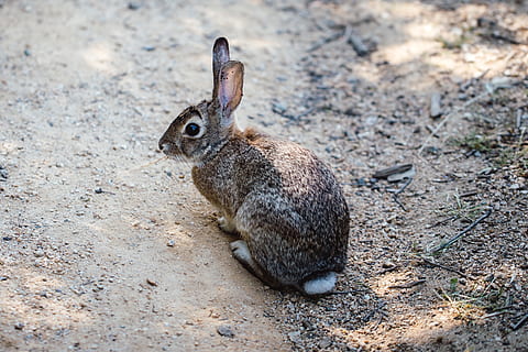 conejo gris, Wallaby, mamífero, animal, canguro, roedor, conejito, Conejo, liebre, pájaro, mascota, gato, suelo, de la isla de Man, Produce, grano, comida, vegetal, planta, cilindro, temas de animales, fauna animal, un animal, animales en la naturaleza, tierra, conejo - animal, centrarse en primer plano, campo, naturaleza, nadie, relajación, vertebrado, día, comiendo, descansando, de cerca, longitud total, al aire libre, cabeza de animal, 2K, CC0, dominio público, libre de derechos