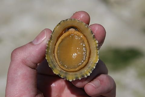 vandens, sulaikyti, papludimys, turas, ranka, žmogaus ranka, ūkyje, žmogaus kūno dalis, Maistas ir gėrimai, vienas asmuo, maisto, pirštu, žmogaus pirštu, Iš arti, sutelkti dėmesį į naujas žinias, kūno dalis, asmeninė perspektyva, šviežumas, neatpažįstamas asmuo, sveika mityba, realūs žmonės, gyvenimo būdą, kiaušinis, lauke, aistros vaisiai, 2K, CC0, Viešasis domenas, nemokamai