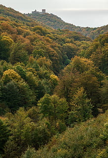 strom, textura, list, zagreb, croatium, medvednica, medvedgrad, Příroda, podzim, les, dřevo, hrad, rostlina, krása v přírodě, růst, životní prostředí, klid, přistát, zelená barva, scenics - příroda, klidné scény, nikdo, hora, krajina, nebe, mimoměstské scény, listy, svěží zeleň, den, venku, 4K, CC0, veřejná doména, bez autorských práv