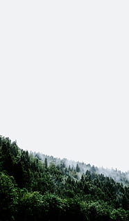 forest during day, tree, plant, abies, fir, conifer, outdoors, nature, pine, vegetation, field, slope, spruce, road, grass, countryside, building, grassland, transportation, lawn, park, beauty in nature, sky, tranquility, clear sky, copy space, tranquil scene, growth, day, scenics - nature, green color, land, non-urban scene, no people, environment, rainforest, 5K, CC0, public domain, royalty free