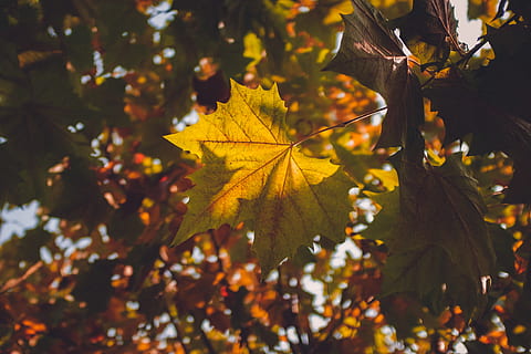 esdoorn, esdoorn-, boom, flora, fabriek, China, linyi, esdoorn blad, blad, zonlicht, bloesem, bloem, roos, berk, bloemblad, eik, wijnstok, zonnebloem, deel van de plant, herfst, verandering, natuur, tak, schoonheid in de natuur, geen mensen, groei, dag, detailopname, kalmte, buitenshuis, bladeren, focus op de voorgrond, herfstcollectie, natuurlijke toestand, 4K, CC0, publiek domein, royaltyvrij