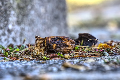nutshell, nut, empty, cracked, still life, close up, macro, walnut, nature, open, brown, shell, food, cut in half, hdr, high dynamic range, contrast, fruits, selective focus, close-up, plant, no people, day, food and drink, outdoors, moss, land, solid, leaf, plant part, rock - object, vegetable, freshness, rock, tree, surface level, 5K, CC0, public domain, royalty free