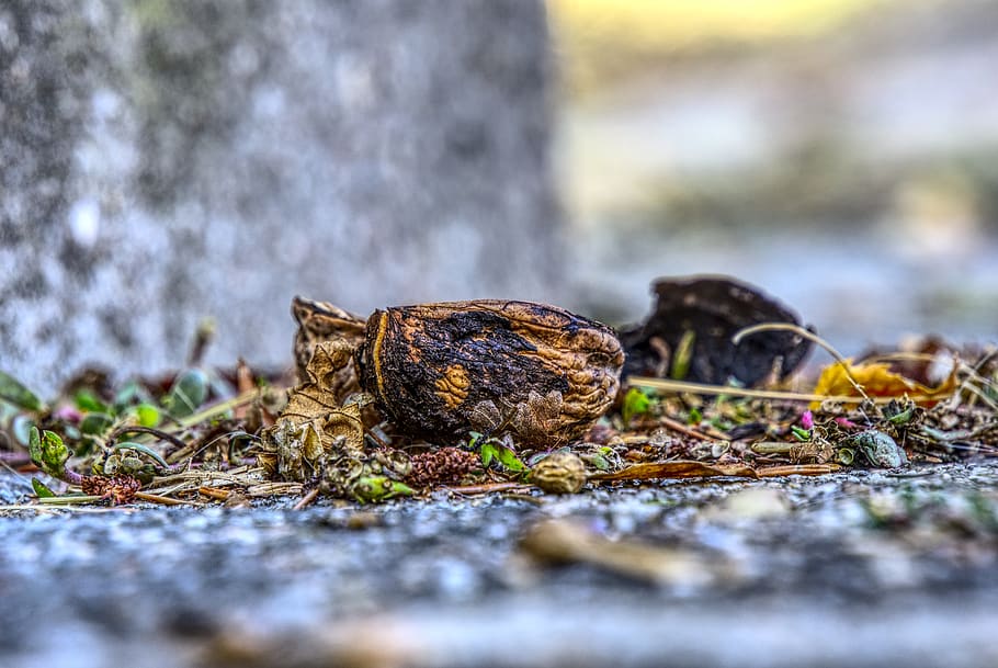 closca de nou, nou, buit, esquerdat, natura morta, primer pla, macro, noguera, naturalesa, obert, marró, shell, menjar, tallar a la meitat, hdr, rang dinàmic alt, contrast, fruites, enfocament selectiu, planta, cap gent, dia, menjar i beguda, a l'aire lliure, molsa, terra, sòlid, full, part de la planta, rock - object, vegetals, frescor, rock, arbre, nivell superficial, 5K