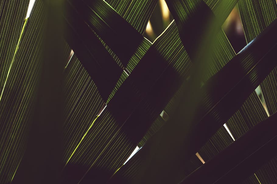 fulla verda, il·luminació, textura, patró, mexicà, playa del carmen, gràfics, art, planta, Palmera, tropical, palmell, flora, capes, foscor, fosc, jungla, llum, porpra, arbre, flamarada, fulla de palma, full, part de la planta, cap gent, clima tropical, fons, naturalesa, marc complet, creixement, bellesa a la natura, color verd, llum solar, vista d’angle baix, primer pla, dia, a l'aire lliure, fulles, 8K