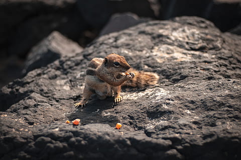 écureuil, Roche, aliments, Espagne, Fuerteventura, en plein air, mammifère, animal, en mangeant, la nature, faune, tamia, plante, fourrure, manger, tenir, portrait, queue, produire, rongeur, thèmes animaux, la faune des animaux, animaux à l'état sauvage, solide, mise au point sélective, un animal, personne, rock - objet, Nourriture et boisson, journée, vertébré, fruit, 5K, CC0, domaine public, libre de droits