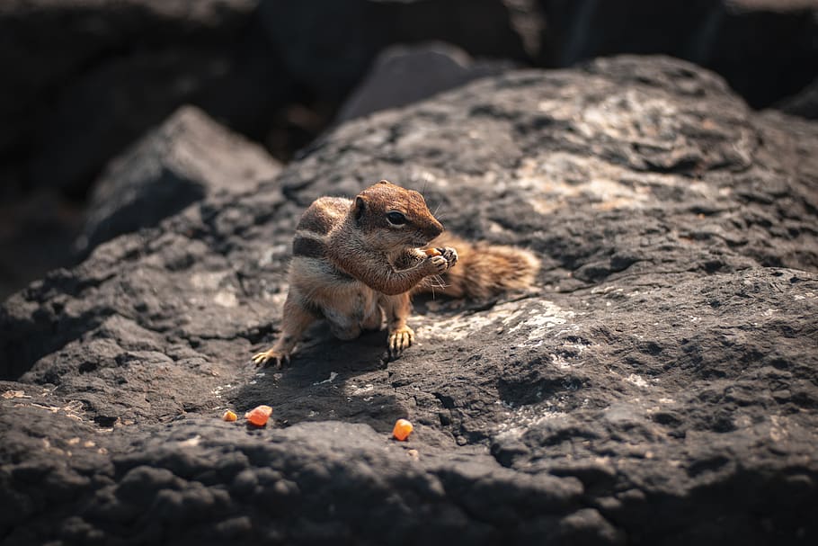 scoiattolo, roccia, cibo, Spagna, Fuerteventura, all'aperto, mammifero, animale, mangiare, natura, chipmunk, pianta, pelliccia, tenere, ritratto, coda, produrre, roditore, temi animali, fauna selvatica, animali allo stato selvatico, solido, messa a fuoco selettiva, un animale, nessuno, roccia - oggetto, cibo e bevande, giorno, vertebrato, frutta, 5K