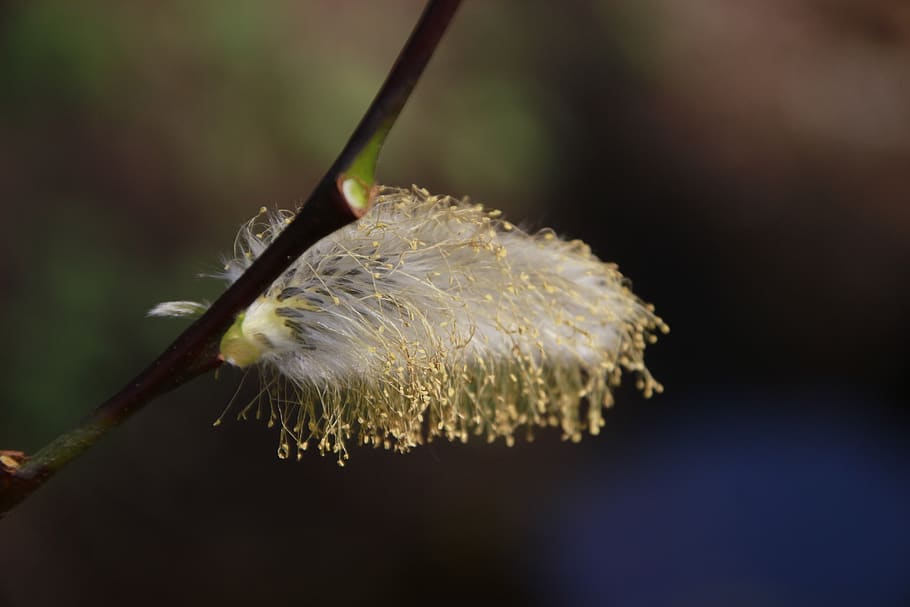 primavera, abella, polinització, gatet de palma, naturalesa, pol·len, primer pla, planta, bellesa a la natura, centrar-se en primer pla, fragilitat, cap gent, creixement, vulnerabilitat, dia, flor, enfocament selectiu, a l'aire lliure, frescor, branca, planta amb flors, aigua, botànica, tija de la planta, suavitat, llavor de dent de lleó, 5K