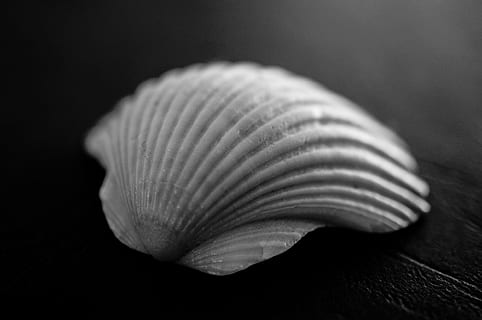 shell, makro, pláž, oceán, Černý a bílý, prostý, jednoduchý, detail, mušle, přírodní vzor, studio shot, nikdo, černé pozadí, uvnitř, zvířecí shell, zvířat, vzor, krása v přírodě, jeden objekt, zvíře, Příroda, stálý život, zaměřit se na popředí, selektivní zaměření, přistát, moře, námořní, 4K, CC0, veřejná doména, bez autorských práv