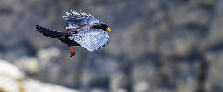 allike, updraft, flyvende, fugl, dyr, dyre temaer, dyr i naturen, dyreliv, hvirveldyr, spredte vinger, et dyr, Midt i luften, rovfugl, dyr kropsdel, bevægelse, natur, dag, ørn, ørn - fugl, Hvidhovedet havørn, fokus på forgrunden, udendørs, 4K, CC0, offentligt domæne, royaltyfrie