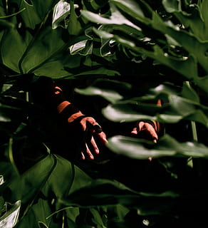 persona, de peu, darrere, verd, fulles, planta, mans, ombra, full, part de la planta, color verd, persones reals, mà humana, una persona, mà, creixement, naturalesa, part del cos humà, dia, estils de vida, part del cos, activitat d'oci, primer pla, dones, dit, adult, a l'aire lliure, extremitat humana, 2K, CC0, domini públic, lliure de regalies