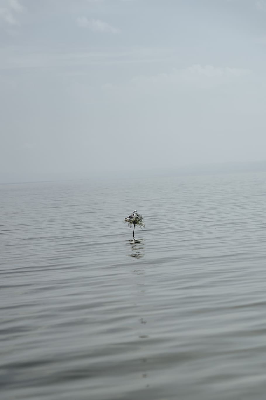 oceà tranquil, aigua, a l'aire lliure, naturalesa, ocell, llac, llac george, ondulació, animal, mar, oceà, niu, depressiu, sol, Àfrica, uganda, cel, aus aquàtiques, invertebrat, insecte, horitzó, un animal, temes d'animals, davant del mar, fauna animal, dia, bellesa a la natura, animals a la natura, cap gent, escenics - natura, horitzó sobre l’aigua, tranquil·litat, vertebrats, marí, 2K