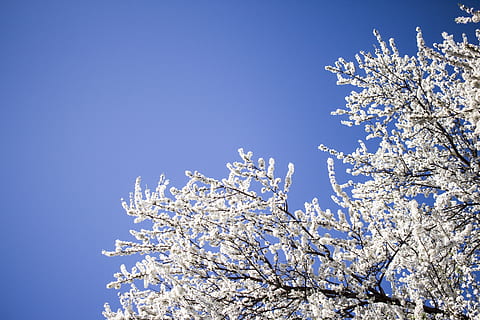 arbre de fulles blanques, durant el dia, naturalesa, a l'aire lliure, gel, neu, gelades, primavera, minimalisme, fons de pantalla, cel blau, senzillesa, arbres, simple, al matí, planta, barana, campanar, edifici, torre, arquitectura, cel, bellesa a la natura, cel clar, arbre, fragilitat, vista d’angle baix, branca, blau, planta amb flors, flor, creixement, Color blanc, cap gent, dia, vulnerabilitat, llum solar, flor de cirerer, cirerer, 5K, CC0, domini públic, lliure de regalies