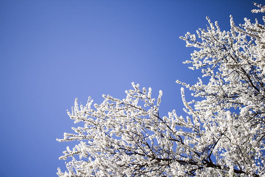 arbre de fulles blanques, durant el dia, naturalesa, a l'aire lliure, gel, neu, gelades, primavera, minimalisme, fons de pantalla, cel blau, senzillesa, arbres, simple, al matí, planta, barana, campanar, edifici, torre, arquitectura, cel, bellesa a la natura, cel clar, arbre, fragilitat, vista d’angle baix, branca, blau, planta amb flors, flor, creixement, Color blanc, cap gent, dia, vulnerabilitat, llum solar, flor de cirerer, cirerer, 5K