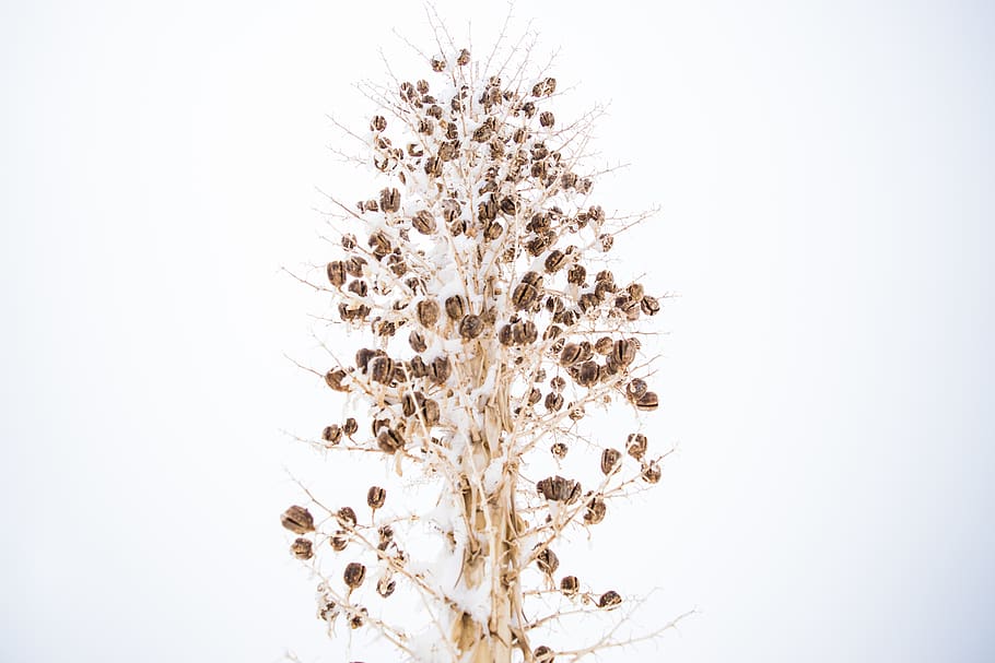 arbre marró, planta, art, disseny floral, patró, gràfics, flor, invertebrat, animal, abella, mel d'abella, insecte, Vespa, andrena, Hornet, pol·len, arbre, antera, paret, produir, cap gent, fons blanc, naturalesa, bellesa a la natura, tir de l'estudi, cel, creixement, còpia espai, tranquil·litat, temperatura de fred, frescor, dia, hivern, a l'aire lliure, primer pla, fragilitat, neu, 5K