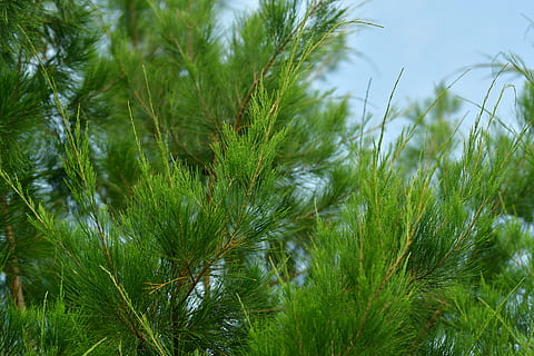 conífera, xiprer, pi, arbre, verd, agulles, planta, naturalesa, creixement, color verd, bellesa a la natura, dia, cap gent, tranquil·litat, cel, herba, a l'aire lliure, terra, primer pla, centrar-se en primer pla, frescor, camp, escena tranquil·la, vista d’angle baix, arbre de coníferes, 4K, CC0, domini públic, lliure de regalies