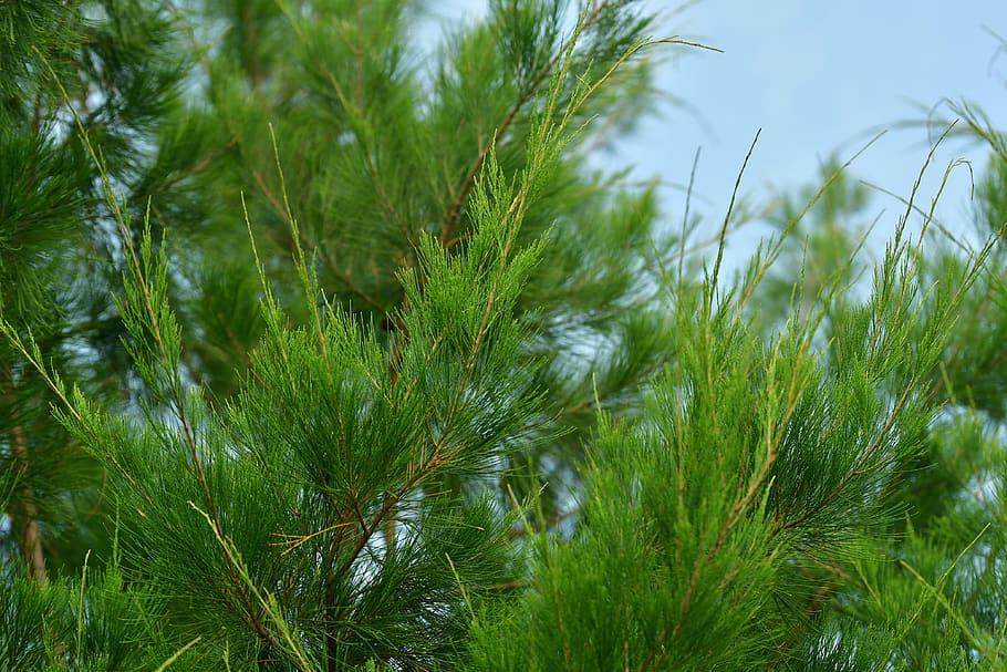 conífera, xiprer, pi, arbre, verd, agulles, planta, naturalesa, creixement, color verd, bellesa a la natura, dia, cap gent, tranquil·litat, cel, herba, a l'aire lliure, terra, primer pla, centrar-se en primer pla, frescor, camp, escena tranquil·la, vista d’angle baix, arbre de coníferes, 4K