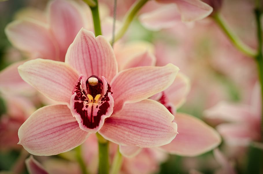 fiori di orchidea rosa, fioritura, fiore, pianta fiorita, pianta, petalo, fragilità, freschezza, avvicinamento, bellezza nella natura, vulnerabilità, testa di fiore, colore rosa, crescita, animale, nessuno, animali allo stato selvatico, infiorescenza, temi animali, fauna selvatica, un animale, invertebrato, polline, all'aperto, primavera, impollinazione, 4K