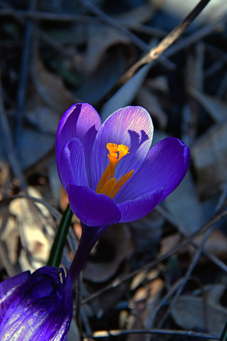 croccus, çiçek, bahar, Çiçek açmak, mor, Çiçekler, bitki örtüsü, renk, mavi, doğa, at çiçek, Bahçe, güzel, yaprakları, çiçekli bitki, bitki, taçyaprağı, Güvenlik açığı, kırılganlık, tazelik, doğada güzellik, kapatmak, büyüme, iris, ön plana odaklanmak, çiçek kafa, çiğdem, çiçeklenme, insansız, gün, botanik, polen, 5K