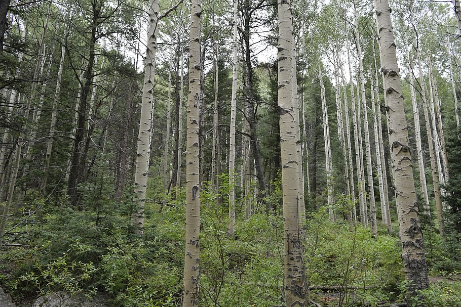 exappiah, arbres, bosc, arbre, planta, terra, tronc de l'arbre, tronc, creixement, tranquil·litat, bellesa a la natura, color verd, cap gent, naturalesa, escena tranquil·la, escena no urbana, escenics - natura, dia, exuberant fullatge, a l'aire lliure, abundància, arbre de coníferes, bosc de pi, bambú - planta, 5K